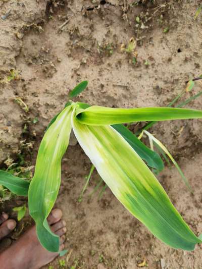 Iron Deficiency - Maize