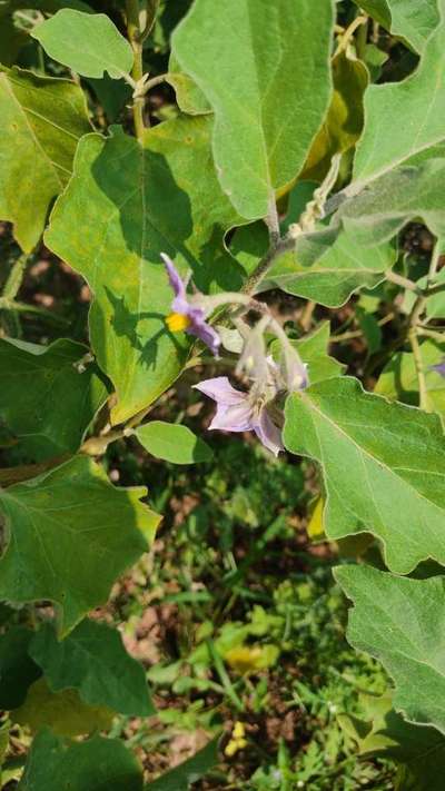 Cercospora Leaf Spot of Eggplant - Brinjal