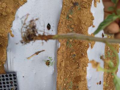 Fusarium Stem Rot - Tomato