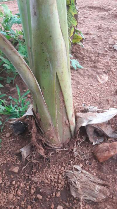 Bacterial Soft Rot of Banana - Banana