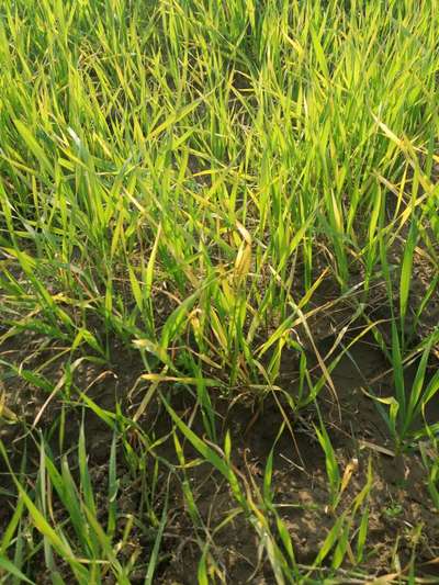 Nitrogen Deficiency - Wheat