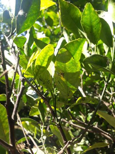 Black Citrus Aphid - Citrus