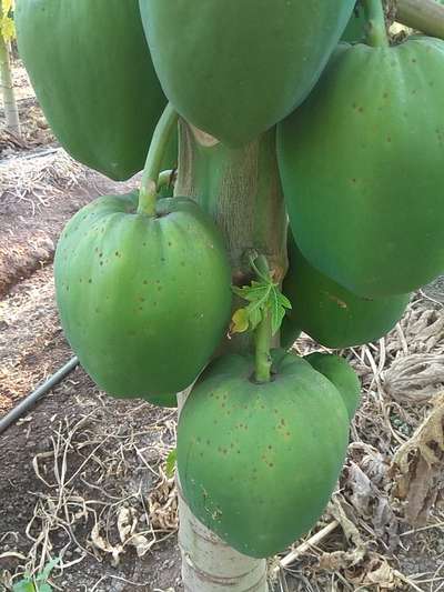 પપૈયામાં  કાળા ટપકાંનો રોગ - પપૈયા