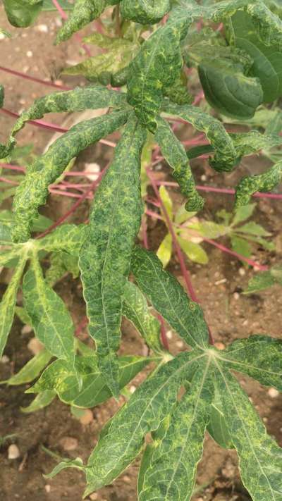 Cassava Mosaic Disease - மரவள்ளிக்கிழங்கு