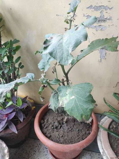 Leafhoppers and Jassids - Brinjal