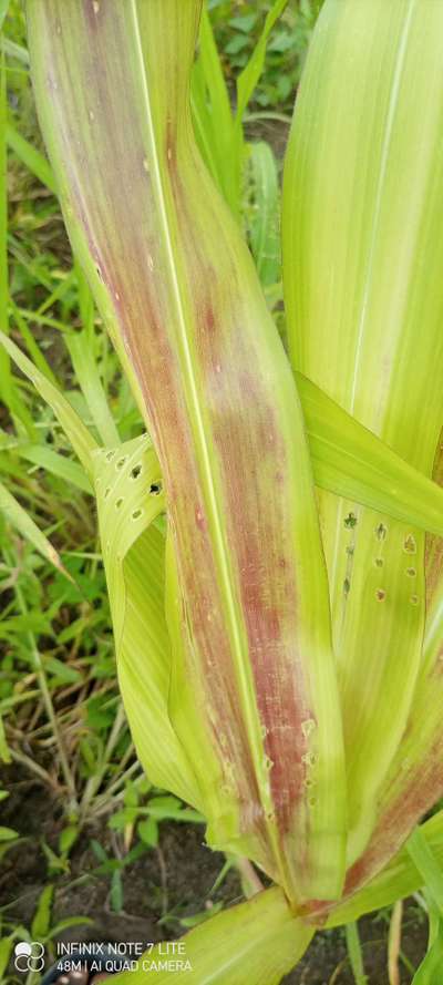 Fall Armyworm - Maize