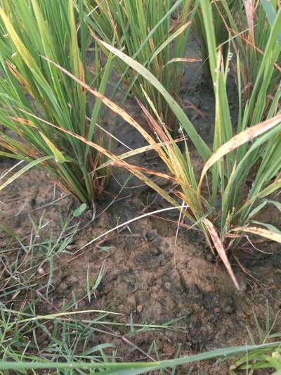 Bacterial Blight of Rice - Rice