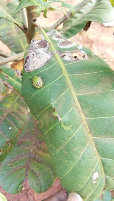 Stink Bugs on Maize, Millet and Sorghum - Mango