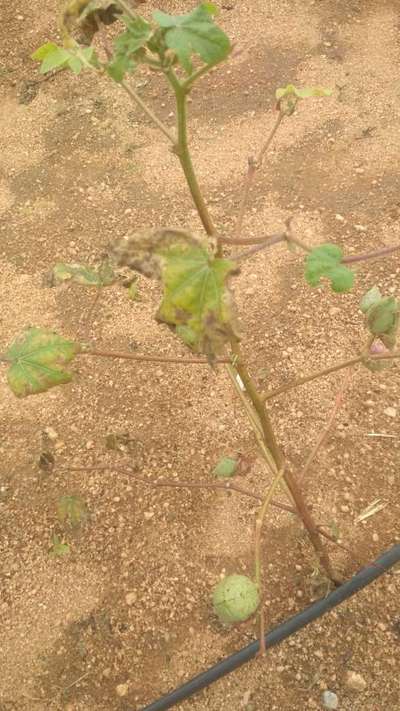 Manganese Deficiency - Cotton