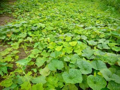 Iron Deficiency - Pumpkin