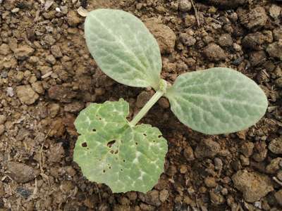 Flea Beetles - Pumpkin