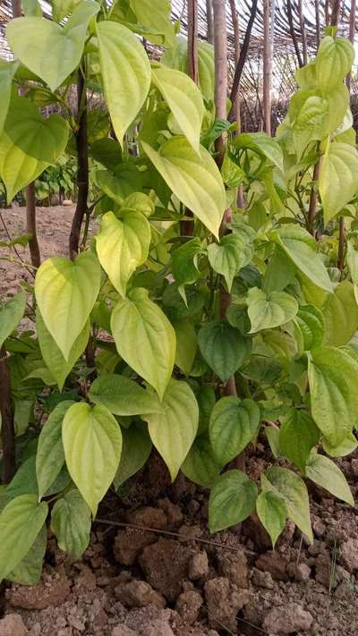 Nitrogen Deficiency - Capsicum & Chilli