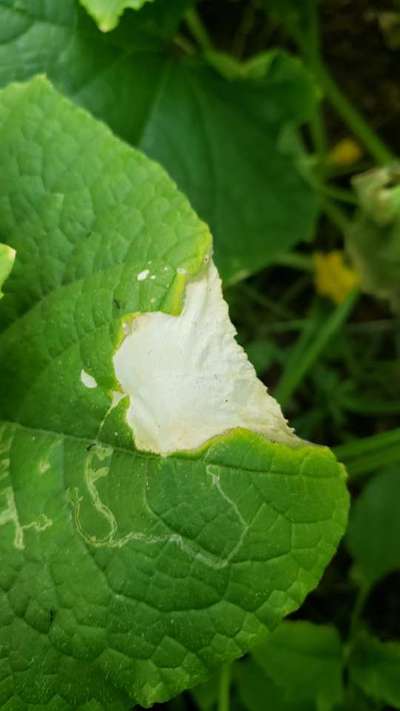 Fertilizer Burn - Cucumber