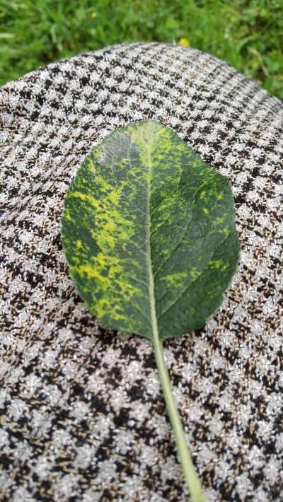 Apple Mosaic Virus - Apple