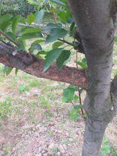 Fruit Tree Canker - Apple