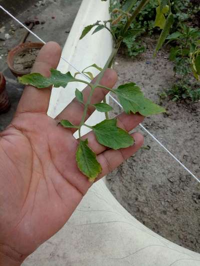 Potassium Deficiency - Tomato