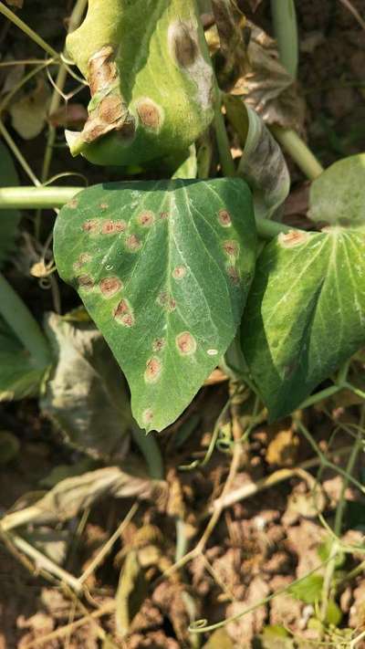 Ascochyta Blight - Pea