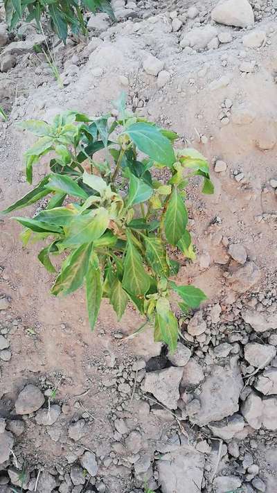 Blight of Pepper - Capsicum & Chilli