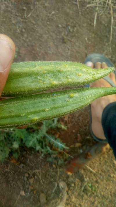 Leafhoppers and Jassids - Okra