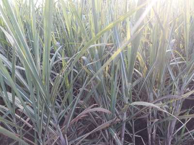 చెరకులో సాధారణ తుప్పు తెగులు - చెరుకు