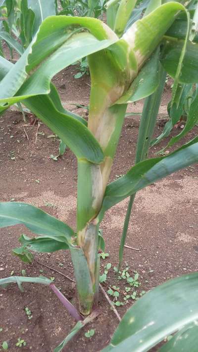 Fertilizer Burn - Maize