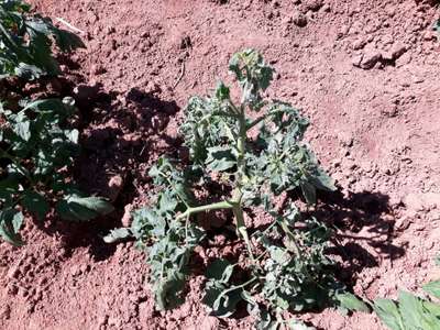 Murcha de Fusarium - Tomate