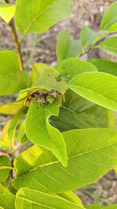 Western Plant Bug - Mango