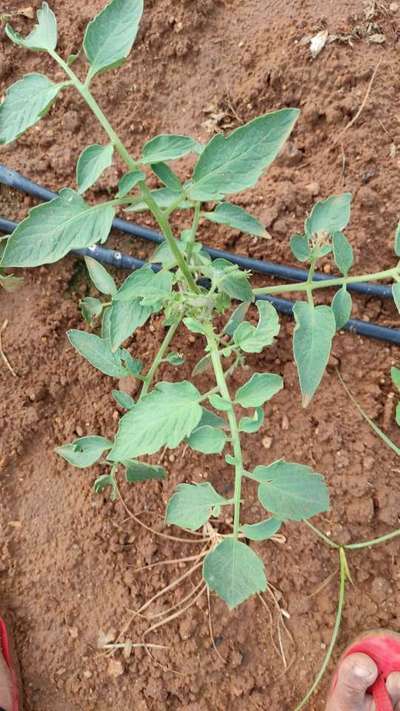 Boron Deficiency - Tomato