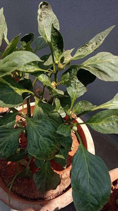 Spider Mites - Capsicum & Chilli