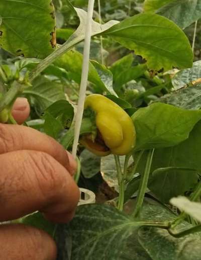 Boron Deficiency - Capsicum & Chilli