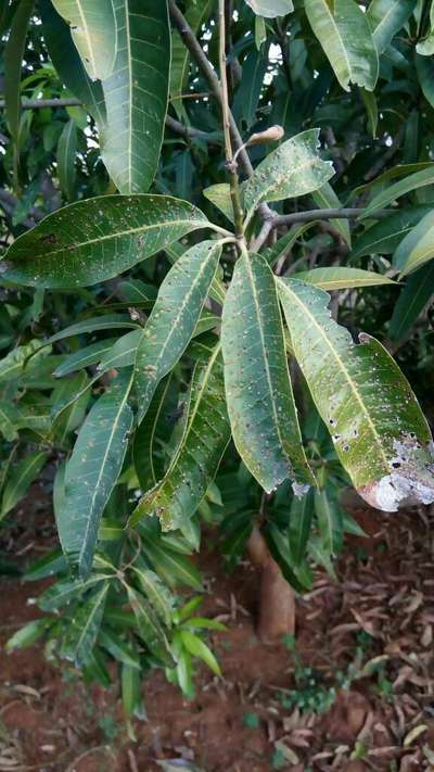 Potassium Deficiency - Mango