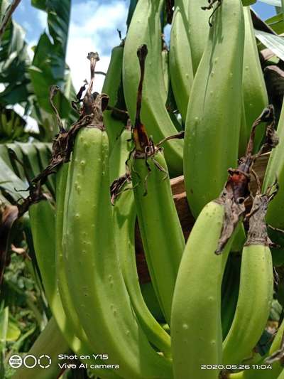 Gall Mite - Banana