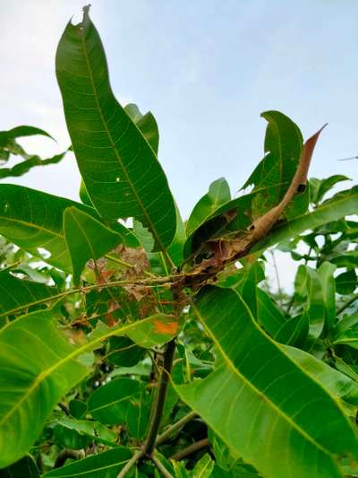 Mango Leaf Webber - Mango