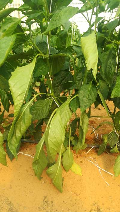 Powdery Mildew - Capsicum & Chilli