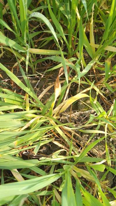 Herbicide Burn - Wheat