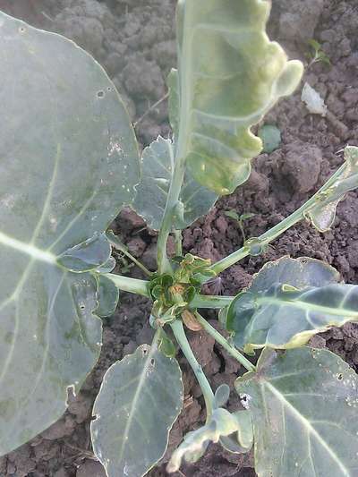 Thrips - Cabbage