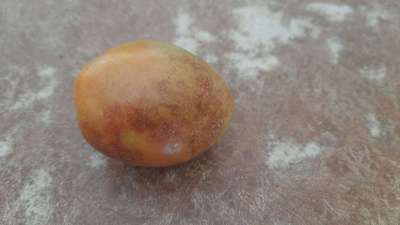 Leaf Miner Flies - Tomato