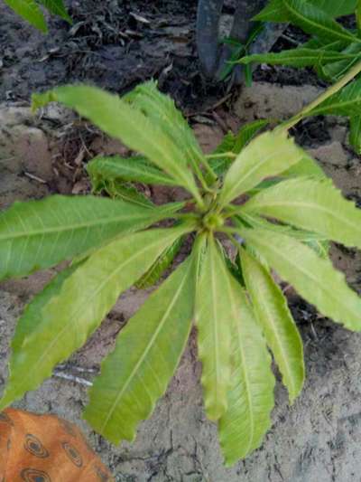 Boron Deficiency - Mango