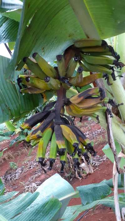 Vírus do Mosaico das Brácteas da Bananeira - Banana