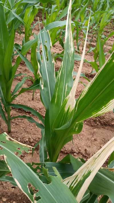 ತಂಬಾಕು ಕ್ಯಾಟರ್ಪಿಲ್ಲರ್ - ಮೆಕ್ಕೆ ಜೋಳ