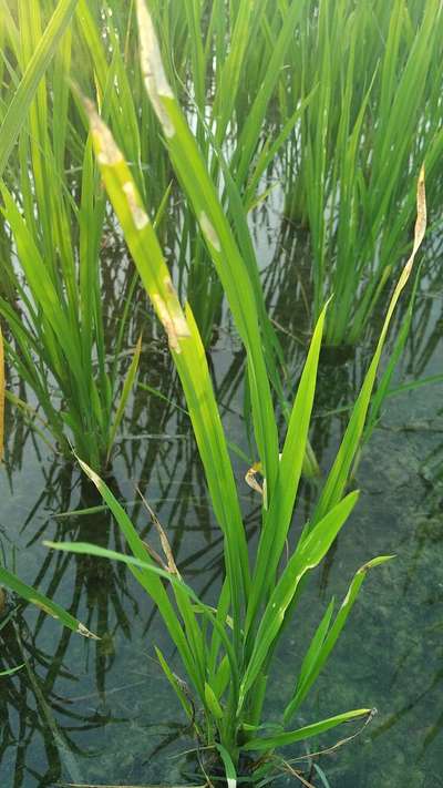 Whorl Maggot - Rice