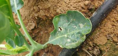 Whiteflies - Cauliflower