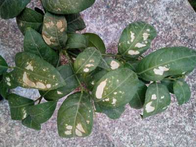 Spider Mites - Citrus