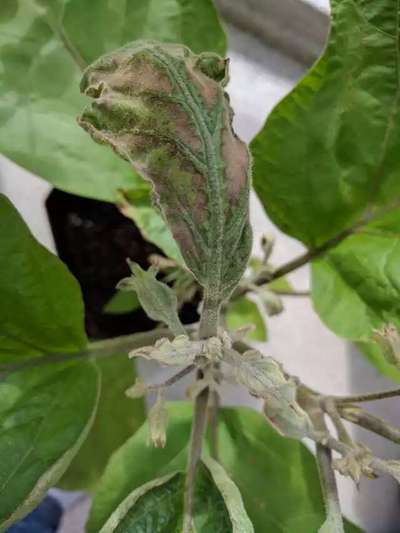 Brinjal Shoot and Fruit Borer - Brinjal