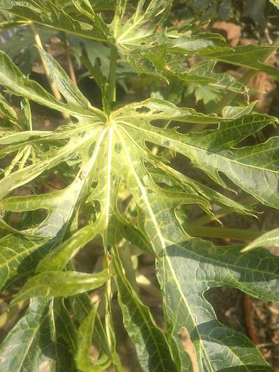 Ring Spot Virus - Papaya