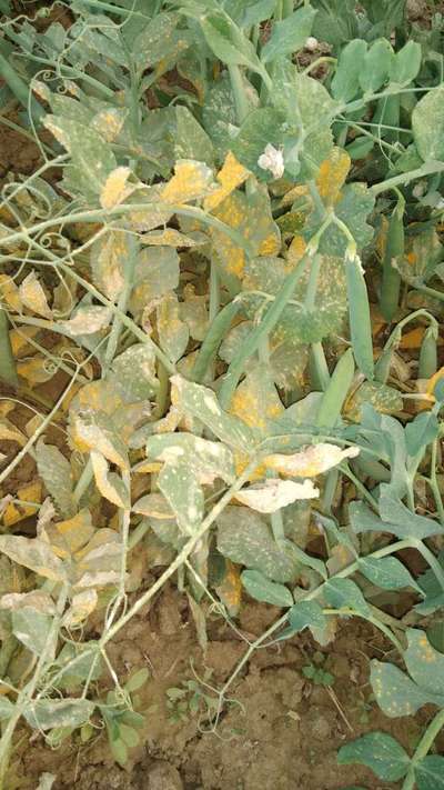 Powdery Mildew - Pea