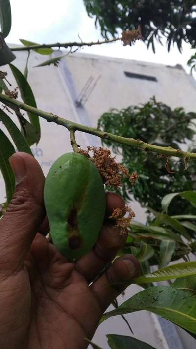 Anthracnose of Papaya and Mango - Mango