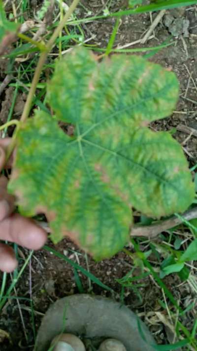 Downy Mildew of Grape - Grape