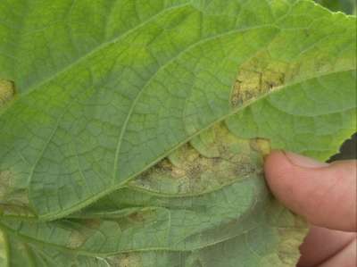 Downy Mildew - Cucumber