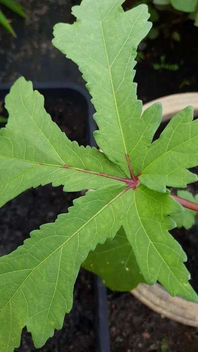 Powdery Mildew - Okra